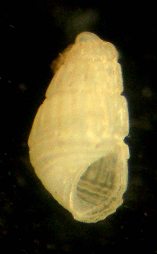 chrysallida brusina